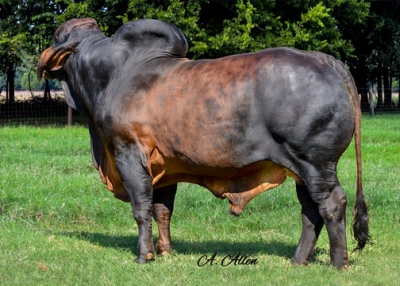 Red Brahman Bulls – HK Cattle