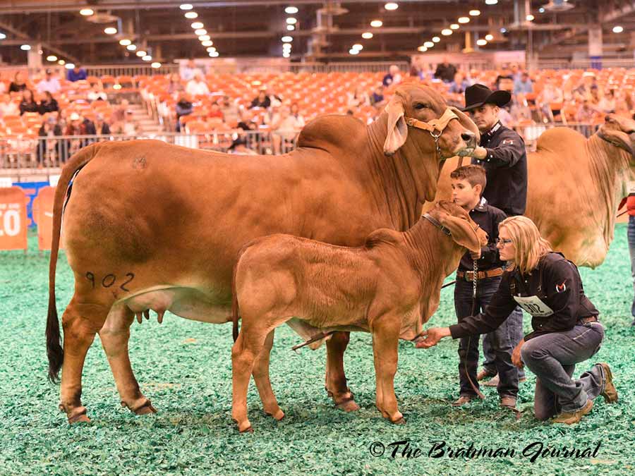 2018 Houston Livestock Show And Rodeo Brahman Cattle Show HK Cattle 2018 Houston Livestock Show And Rodeo Brahman Cattle Show HK Cattle