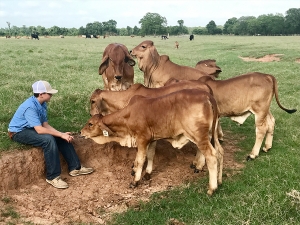 Joe-Mac-Weil-enjoying-the-gentle-calves-at-HK-Cattle