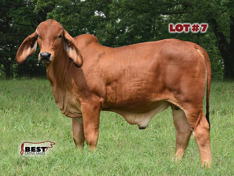 HK Cattle on The American Red Brahman Sale HK Cattle