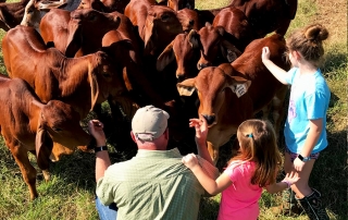 calf-whispering